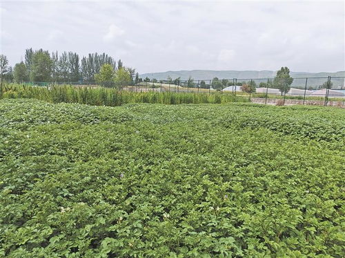 高原種業(yè)考官 為植物新品種驗明身份，保障農(nóng)作物種子經(jīng)營