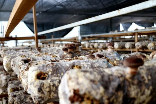 江西多措并舉助銷滯銷農產品，保障農作物種子經營穩定